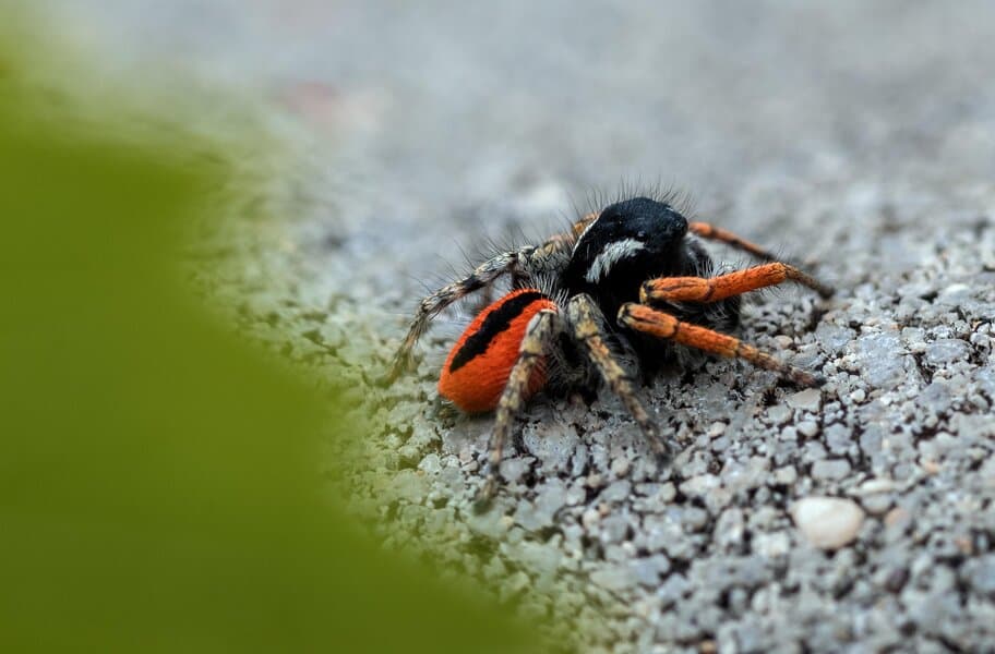 Comprendre les phobies et leur traitement par la TCC